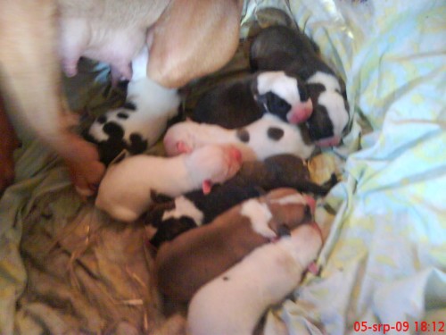 Americk� pitbulterier