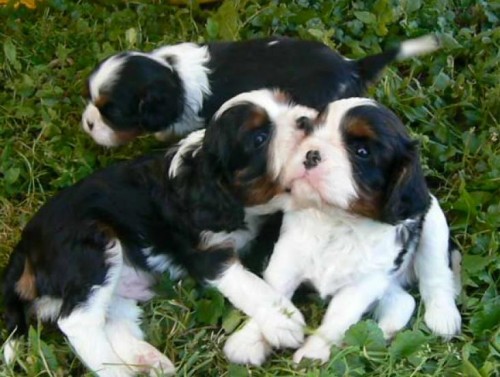 �t��ata Cavalier King Charles Spaniel