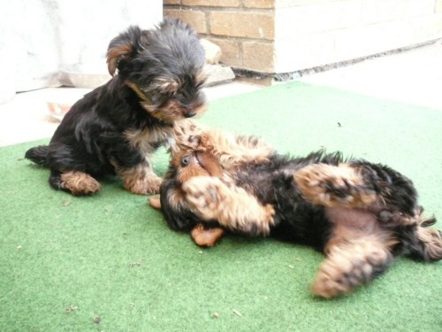 Jork��rsk� teri�r