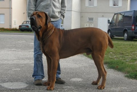 Tosa Inu �t���tka s PP