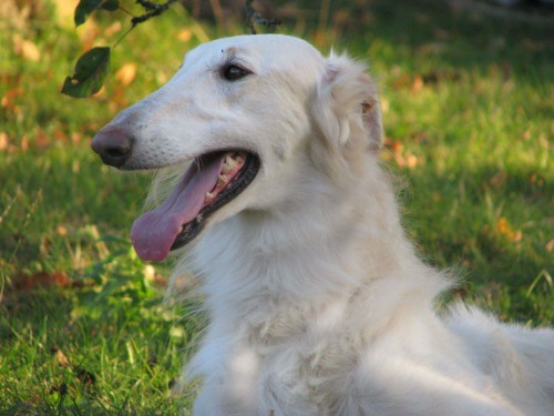 barzoj - rusk� chrt