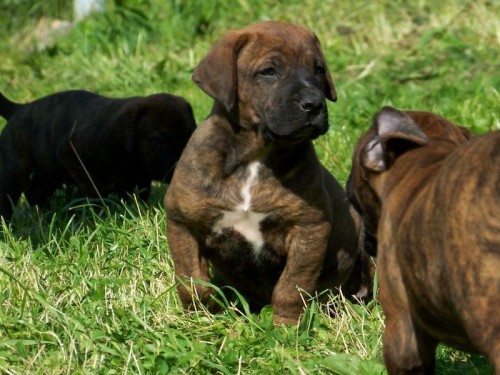 Tosa Inu �t�n� s PP - RARITA!!!