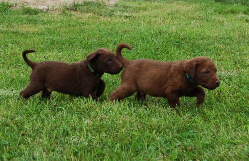 �okol�dov� retr�vr