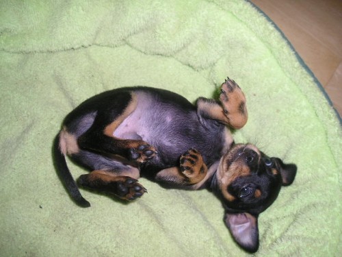 Pra�sk� krysa�ik