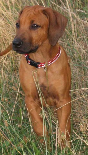 rhodesky ridgeback- �t�n�