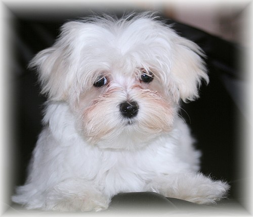 Malt�z��ek s PP