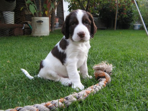 Anglick� �pringr�pan�l