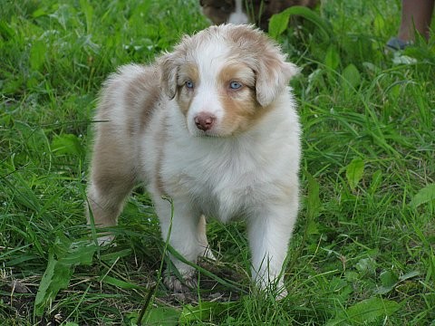 AUSTRALSK� OV��K - �T���TKA S PP