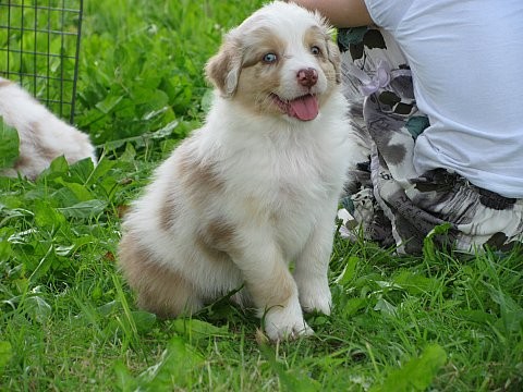 AUSTRALSK� OV��K - �T���TKA S PP