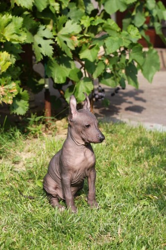 Peru�nsk� nah��