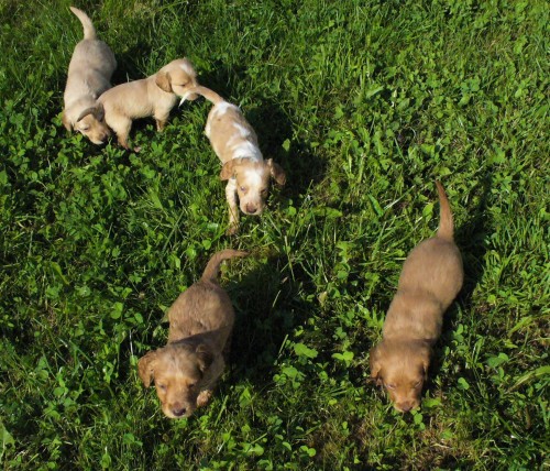 �t��ata n�meck�ho k�epel�ka