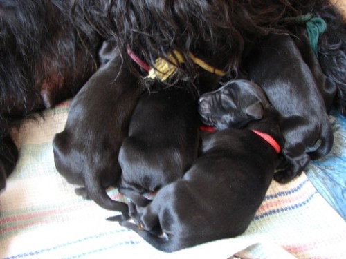 Kn�ra� velk� �ern�