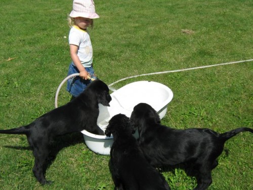 FLAT COATED RETRIEVER - prodej �t��at s PP