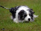 Border kolie - �t��ata
