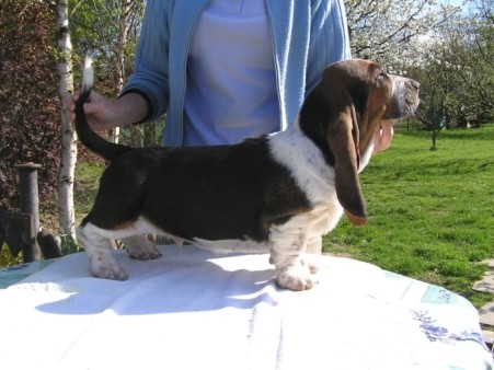Basset Hound 7 m�s�c�