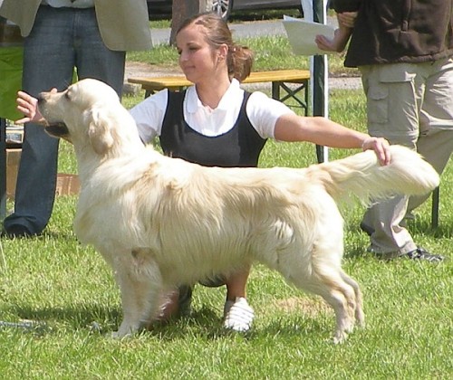Golden Retriever �t��ata s PP