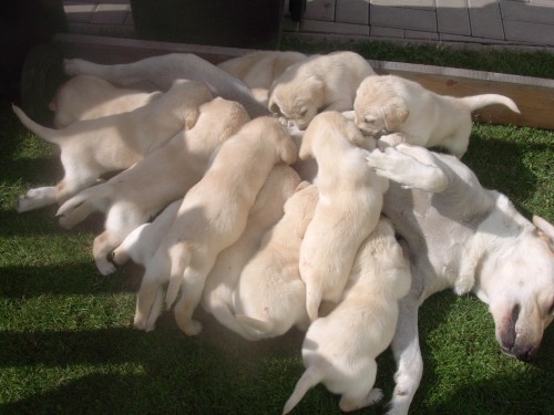 Prodej �t��at labradora