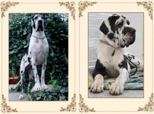 �t���tka pro chov, ale hlavn� pro radost