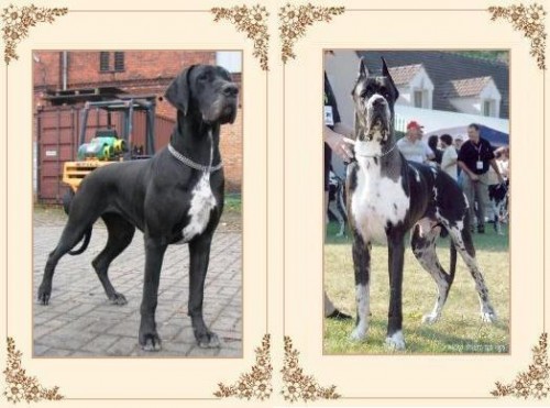 �t���tka pro chov, ale hlavn� pro radost