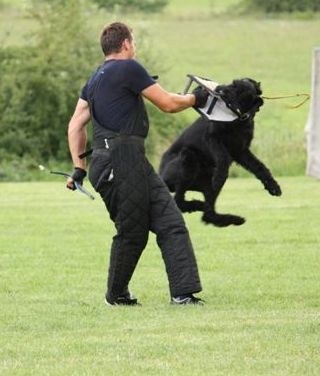 Kn�ra� velk� �ern� - �t��ata s PP - �abonosy okr. Kol�n