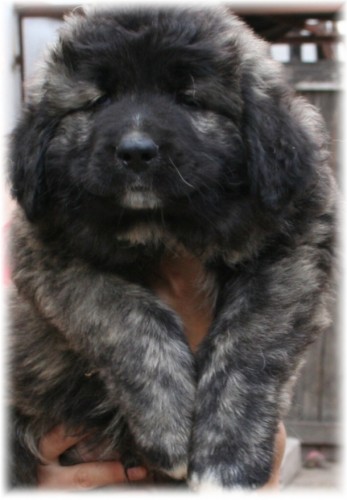 Kavkazsk� pasteveck� pes 