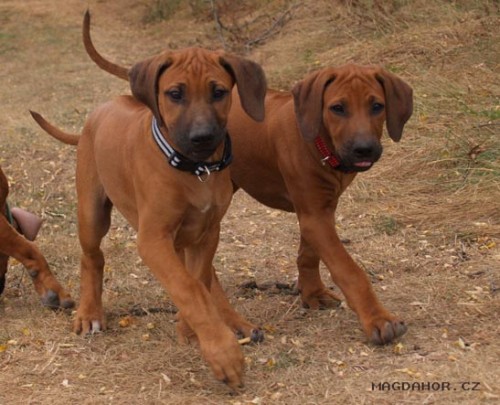 rhodesky ridgeback- �t�n�