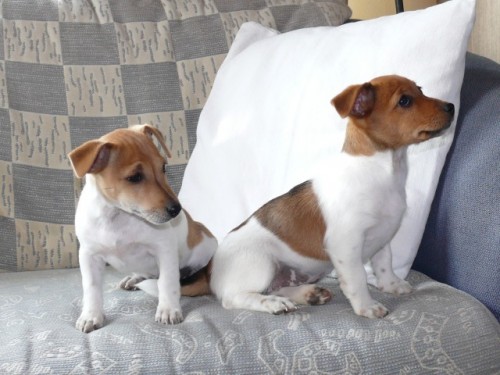 Jack Russel Teri�r 