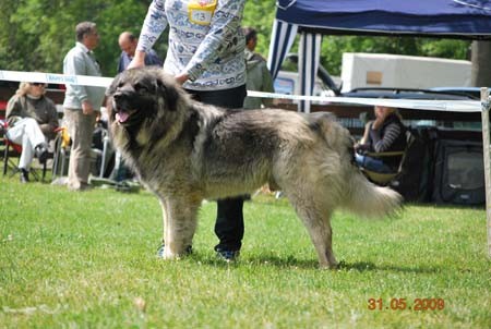 �arplaninsk� pasteveck� pes - sarplaninac