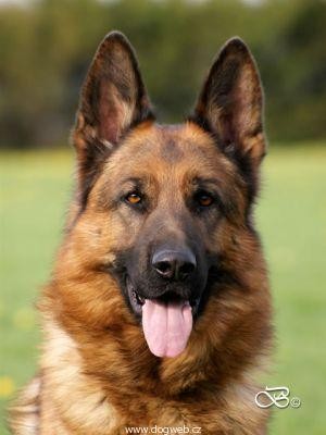 N�meck� ov��k s pp