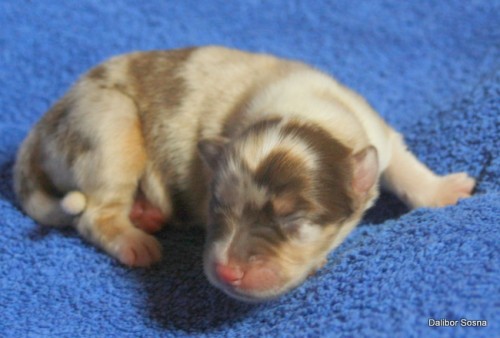 Australsk� ov��k