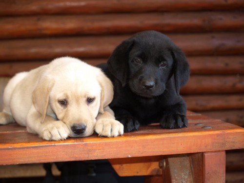 �t�n�tka labradora