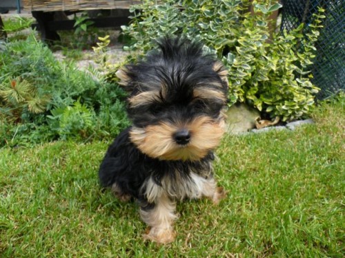 Jork��rsk� teri�r