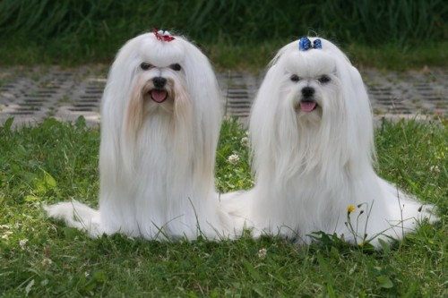 MALT�Z��EK S PP