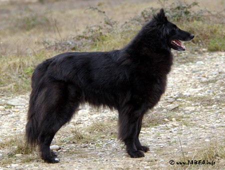 Belgick� ov��k - groenendael