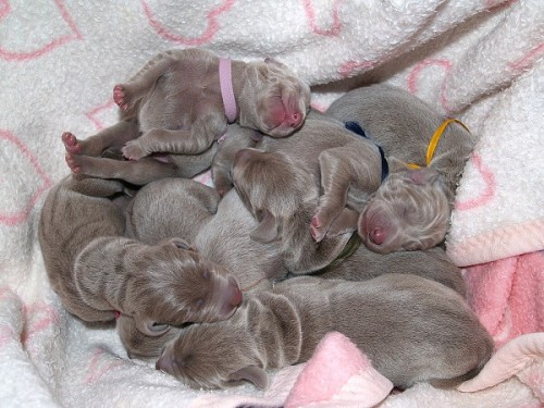 V�marsk� oha� kr�tkosrst�