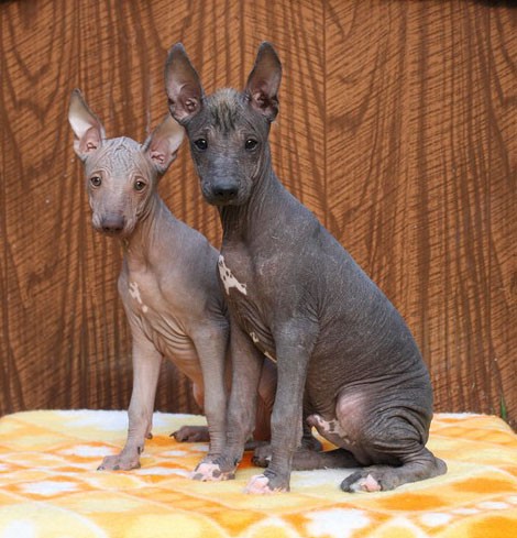 Peru�nsk� nah��