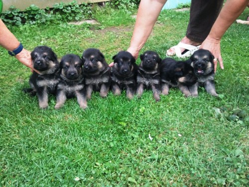 Prod�m �t��ata N�meck�ch ov��k� bez PP,