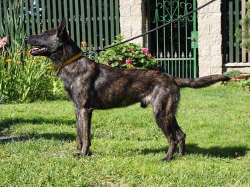 Holandsk� ov��k kr�tkosrst�