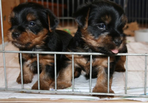 prod�m kr�sn� �t���tka