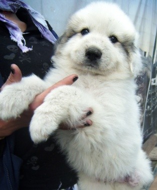 pyrenejsk� horsk� pes -zdrav� �t���tka