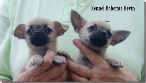 �IVAVA KR�TKOSRST� S PP