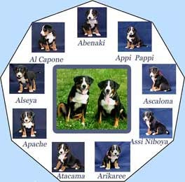 Kr�sn� �t���tka s PP - zahrani�n� kryt�