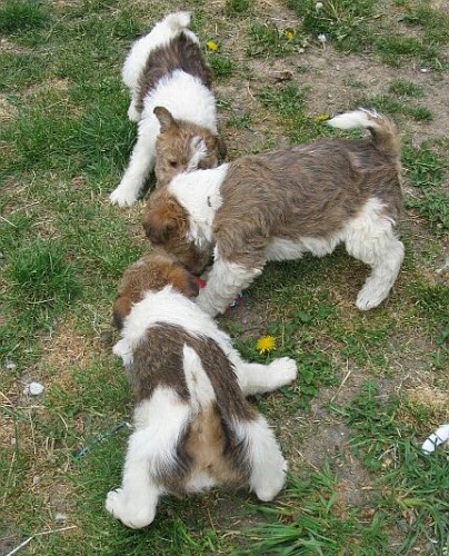 �t��ata - pejsci