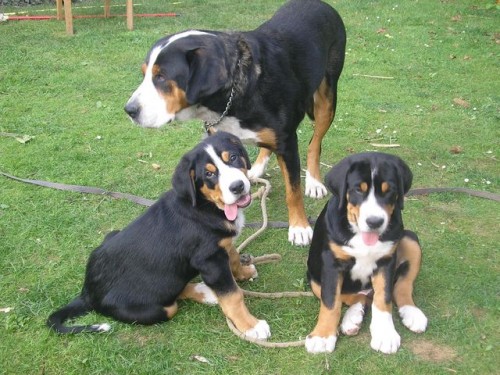 Velk� �v�carsk� sala�nick� pes - ihned