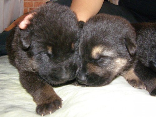 n�meck� ov��k - �t��ata �ern�, tmav� p�len�