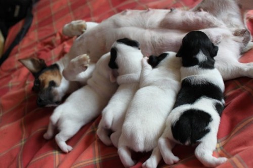 Prodam stene Jack Russell Terier