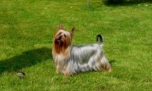 York z Austr�lie-Australsk� silky terier-