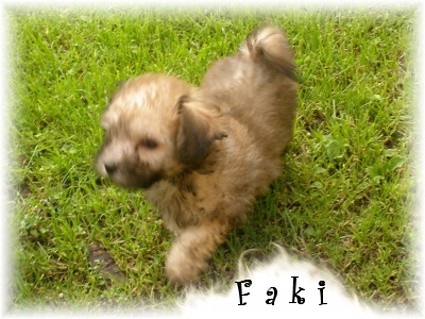 Barevn� Bolonsk� ps�k s PP