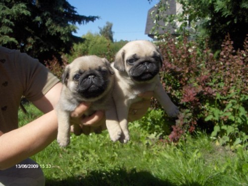 Mops - b�ov� a �ern� �t��ata s PP