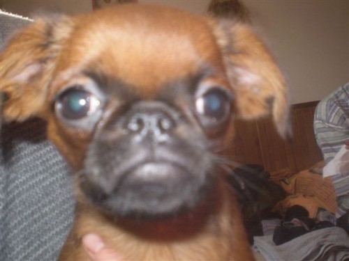 Brabant�k, grifonek, - �t��ata s PP